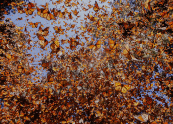 Millones de Mariposas Monarca Llegan a Santuarios de Michoacán