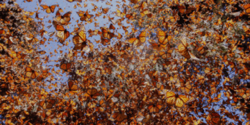Millones de Mariposas Monarca Llegan a Santuarios de Michoacán
