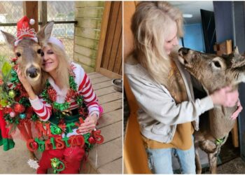 Mujer Muere Atacada por Ciervo que Intentaba Domesticar