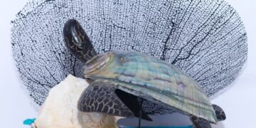 Presentan en Chetumal la pieza artesanal Akil Tortuga Fuerte símbolo del talento local