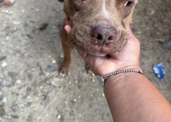 Resguardan a Perrita Víctima de Agresión Sexual en la sm 237