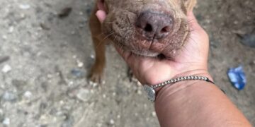 Resguardan a Perrita Víctima de Agresión Sexual en la sm 237