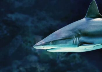 Turista Fallece Tras Lucha Desesperada Contra Tiburón Toro