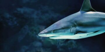 Turista Fallece Tras Lucha Desesperada Contra Tiburón Toro