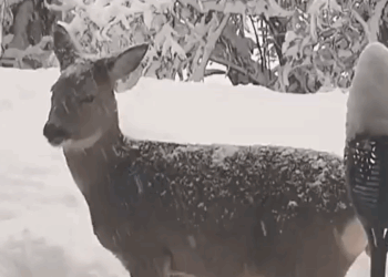 Un Corzo Baja a 1300 Metros y es Visto en un Jardín de Vercorin