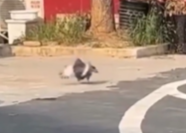 La Paloma Gorda de la Calle: Historia de un Ave Atrapada por la Comida Fácil