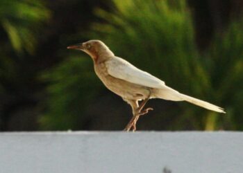 Zanate Mayor con Pigmentación Inusual Documentado en Cozumel
