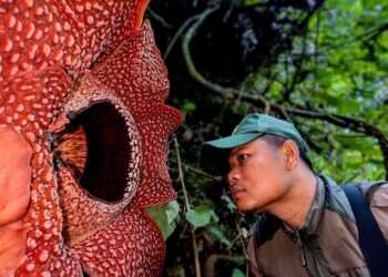 hallan en Sumatra el ultrarraro hongo cara de tigre jpeg