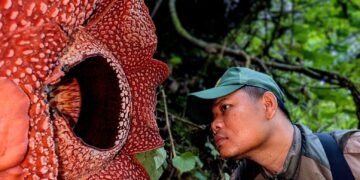 hallan en Sumatra el ultrarraro hongo cara de tigre jpeg