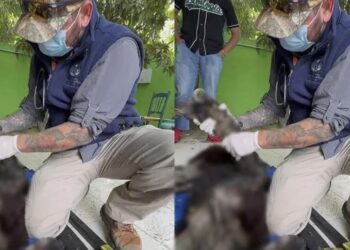 Oso rescatado en Bustamante: hallan ejemplar con desnutrición y lesiones graves