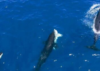 El avance de estos comportamientos entre las orcas cazadoras de tiburones plantea preguntas urgentes sobre cómo el cambio climático y la sobrepesca están forzando a las especies a modificar sus hábitos alimenticios. La disminución de presas naturales podría estar impulsando a las orcas a buscar nuevos objetivos, incluidos los tiburones blancos. Este fenómeno no solo demuestra su capacidad de adaptación, sino también el impacto humano en los ecosistemas marinos. Proteger los océanos no solo es vital para las especies más vulnerables, sino también para evitar desequilibrios que podrían alterar cadenas alimenticias enteras.
