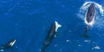 El avance de estos comportamientos entre las orcas cazadoras de tiburones plantea preguntas urgentes sobre cómo el cambio climático y la sobrepesca están forzando a las especies a modificar sus hábitos alimenticios. La disminución de presas naturales podría estar impulsando a las orcas a buscar nuevos objetivos, incluidos los tiburones blancos. Este fenómeno no solo demuestra su capacidad de adaptación, sino también el impacto humano en los ecosistemas marinos. Proteger los océanos no solo es vital para las especies más vulnerables, sino también para evitar desequilibrios que podrían alterar cadenas alimenticias enteras.