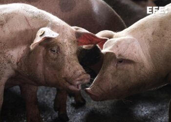 ¡Alarma Sanitaria! Confirman Casos de Peste Porcina Africana en España Tras Décadas