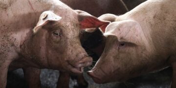 ¡Alarma Sanitaria! Confirman Casos de Peste Porcina Africana en España Tras Décadas