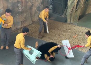 Oso negro Ataca a su Cuidador por una Bolsa de Comida