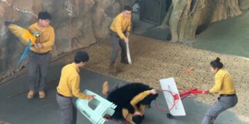 Oso negro Ataca a su Cuidador por una Bolsa de Comida