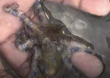 Turista se fotografía con un pulpo de anillos azules sin saber el peligro