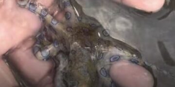 Turista se fotografía con un pulpo de anillos azules sin saber el peligro