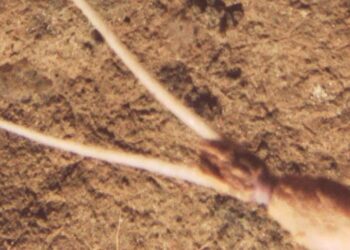 Calamar: extraño comportamiento en las profundidades desconcierta a científicos