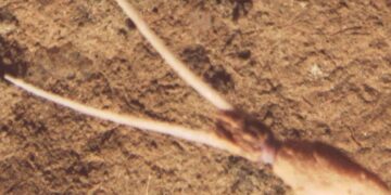 Calamar: extraño comportamiento en las profundidades desconcierta a científicos