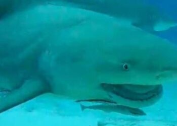 Tiburón toro impulsa la recuperación del buceo en Playa del Carmen