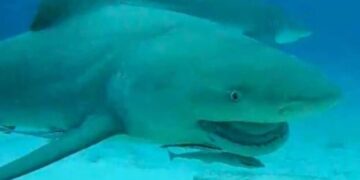 Tiburón toro impulsa la recuperación del buceo en Playa del Carmen