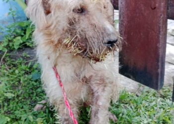 Atiende Salud Municipal de Othón P. Blanco emergencia por ataque de puercoespín en Huay-Pix