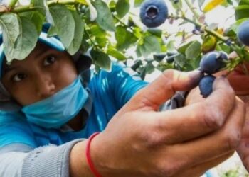 «Certificación laboral agroexportadora impulsa formalización en la industria de berries»