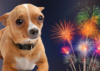 Cuidado con la Pirotecnia Protege a tu Mascota del Estrés y la Ansiedad por el Ruido