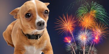 Cuidado con la Pirotecnia Protege a tu Mascota del Estrés y la Ansiedad por el Ruido