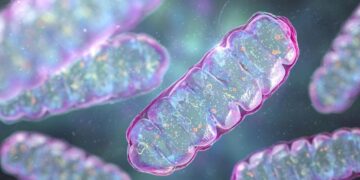 VIDEO «Científicos descubren un método para restaurar la energía de células envejecidas»