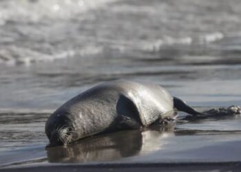 VIDEO «Focas muertas en el Caspio desatan alarma ambiental en Rusia»