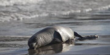 VIDEO «Focas muertas en el Caspio desatan alarma ambiental en Rusia»