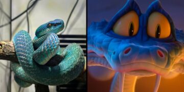 El éxito de Zootopia 2 dispara la venta ilegal de serpientes azules en China