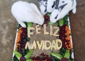 Éxito Rotundo en la Verbena Navideña del Zoológico Payo Obispo