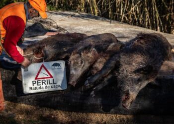 «Gobierno de España pagará hasta 30 euros por jabalí para frenar la peste porcina africana»