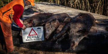 «Gobierno de España pagará hasta 30 euros por jabalí para frenar la peste porcina africana»