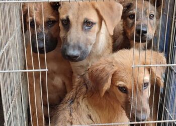 Iztapalapa, Gustavo A. Madero y Coyoacán lideran denuncias de maltrato animal en 2025