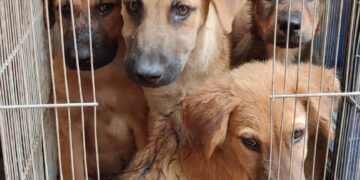 Iztapalapa, Gustavo A. Madero y Coyoacán lideran denuncias de maltrato animal en 2025