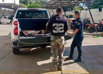 Jaguar atropellado en el periférico de Campeche desata alarma ciudadana