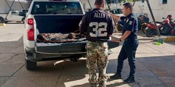 Jaguar atropellado en el periférico de Campeche desata alarma ciudadana