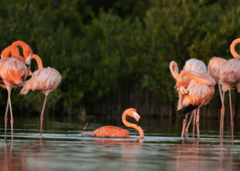 La FPMC registra la llegada de flamencos anillados a la isla de Cozumel