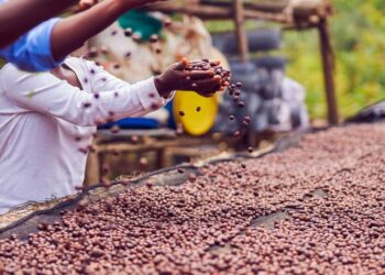 Emerge un nuevo ‘rey del café’: Uganda supera a Etiopía en exportaciones africanas