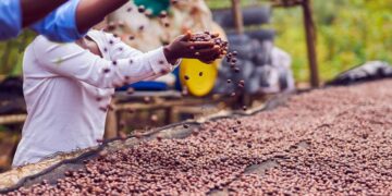 Emerge un nuevo ‘rey del café’: Uganda supera a Etiopía en exportaciones africanas