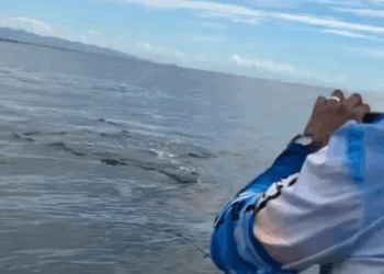 Orcas en Manzanillo: Pescadores Capturan Imágenes Impresionantes de la Vida Marina