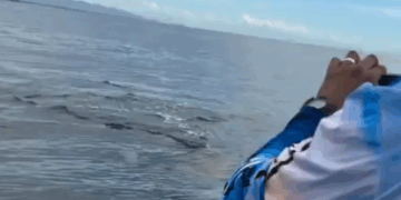 Orcas en Manzanillo: Pescadores Capturan Imágenes Impresionantes de la Vida Marina