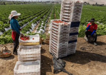 El Milagro Peruano: Cómo el Desierto se Convirtió en Potencia Agroexportadora Global