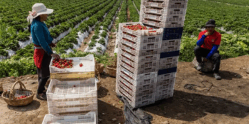 El Milagro Peruano: Cómo el Desierto se Convirtió en Potencia Agroexportadora Global