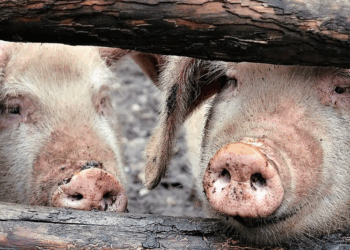 Primer Brote en España en 30 Años