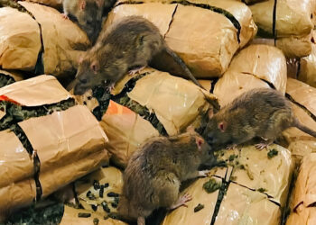 Ratas consumen 200 kilos de marihuana y anulan juicio por narcotráfico